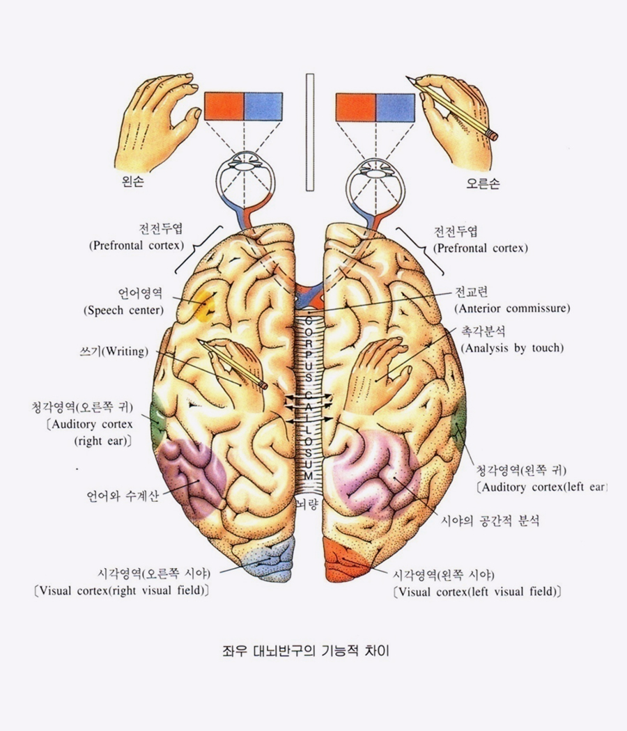 유전자이미지